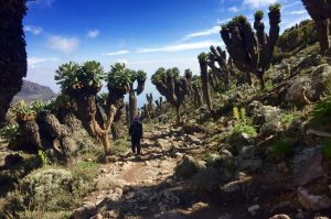 Vegetation on Mount Kilimanjaro