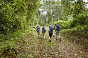 Climbing Kilimanjaro - hiking up the path through the Rain Forest