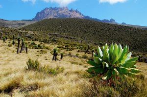 View to Mount Mawenzi at Mount Kilimanjaro