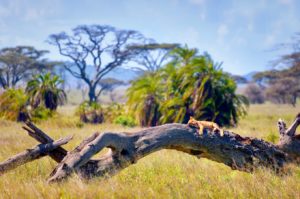 Lion sur un tronc d'arbre dans le parc national du Serengeti
