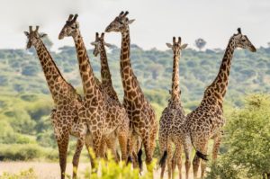 Un groupe de girafes dans le parc national du Tarangiré en Tanzanie