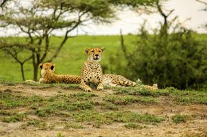 Guépards allongés sur l'herbe dans le parc national du Serengeti