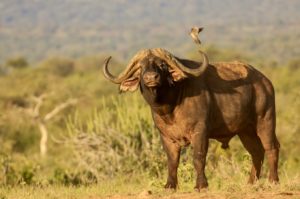 Ein afrikanische Büffel blickt während einer Safari in Tansania in die Kamera.