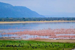 Flamingos at Lake Manyara National Park in Tanzania