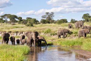 Elephants in Tarangire National Park play in the water
