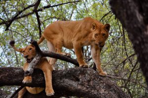 Two lions in Lake Manyara National Park in Tanzania play on a tree. They are also called mountain lions.