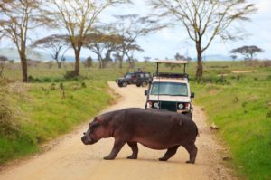 A hippo crosses a road during a safari in Tanzania