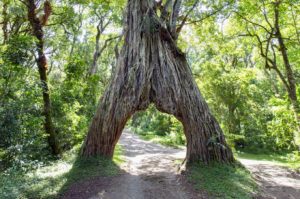 Arched Fig Tree im Arusha Nationalpark nahe des Mount Meru