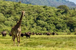 Tiere im Arusha Nationalpark am Fuße des Mount Meru