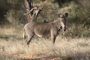 Grevy zebra in samburu kenya