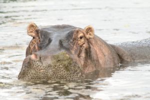 Hippo im Pool