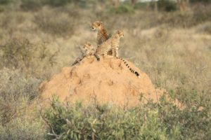 Geparden Familie auf Hügel Samburu