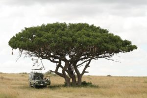 Pique-nique sous un arbre à saucisses dans le Serengeti