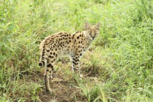 Serval dans le cratère du Ngorongoro