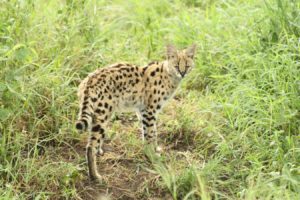 Serval in ngorongoro crater