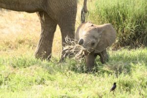 baby elephant tastes grass kenya