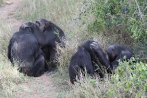 chimpanzés jane goodall eau douce kenya