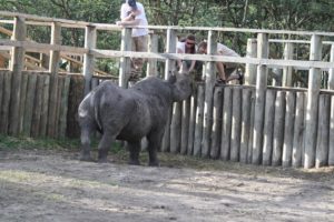 eau douce de rhinocéros aveugle appelée Baraka kenya