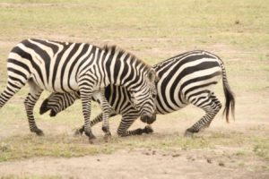 fighting zebras in serengeti