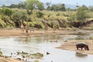 giraffe zebras and hippo in mara river Kenya
