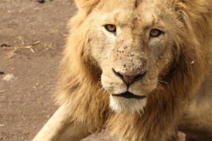 lion nearby jeep in ngorongoro crater