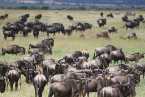 wildbeests in serengeti before great migration