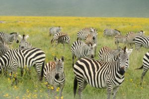 zebras in may in ngorngoro crater