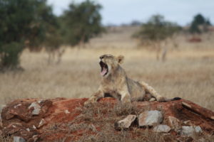 Junger Löwe nach Jagd Taita Hills