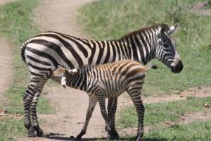 Zebra and baby