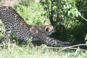 cheetah masai mara