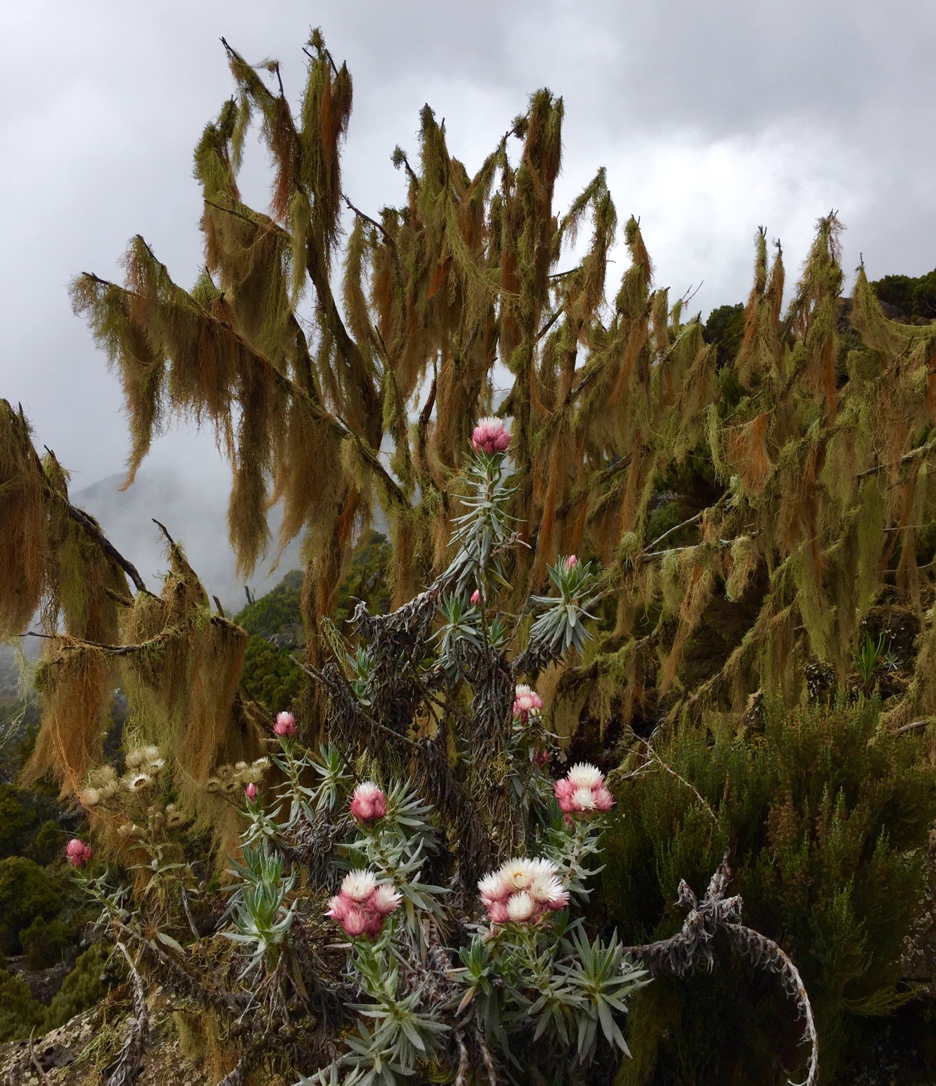 Ferns and mosses at Kilimanjaro