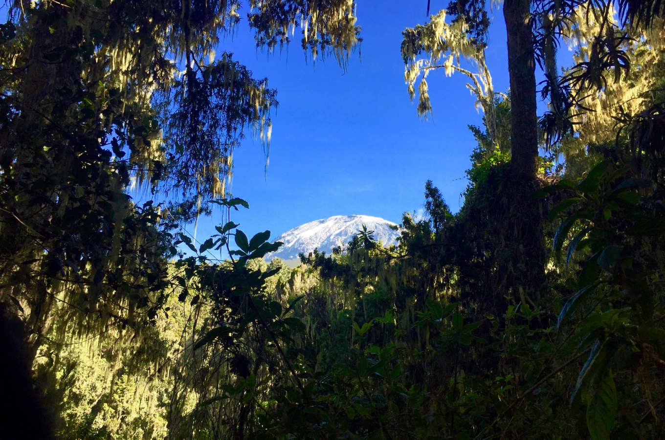 View of Kibo across the forest