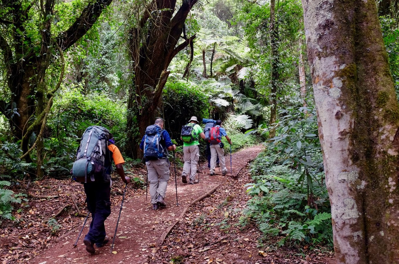Wanderer im Regenwald auf dem Weg zum Gipfel des Kilimandscharos