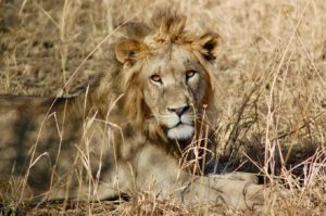 Eine Löwe im Gras liegend im Tarangire Nationalpark