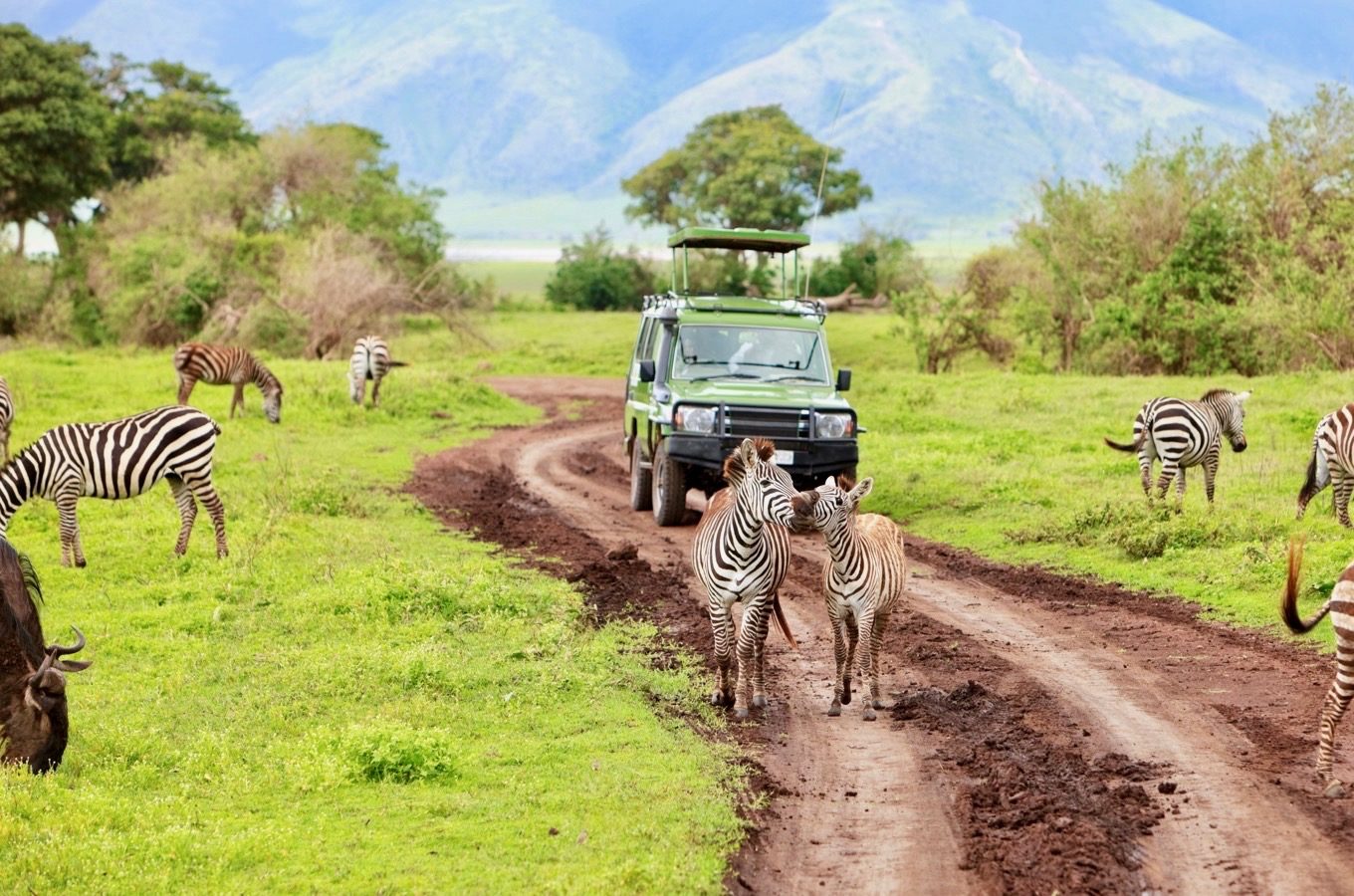 Zebras vor einem Jeep auf Safari im Ngorongoro Nationalpark