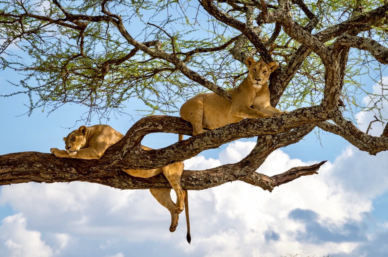 Des lions reposent sur un arbre dans le parc national du lac Manyara. On les appelle aussi lions des arbres.