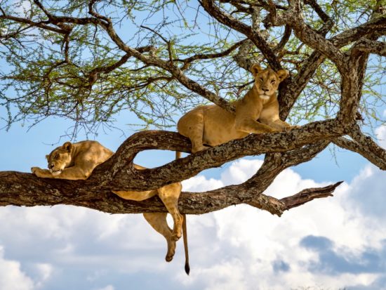 Des lions reposent sur un arbre dans le parc national du lac Manyara. On les appelle aussi lions des arbres.