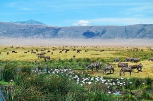 Animaux dans le parc national du cratère du Ngorongoro