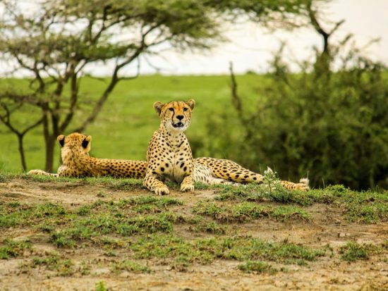 Guépards allongés dans le parc national du Serengeti, Tanzanie