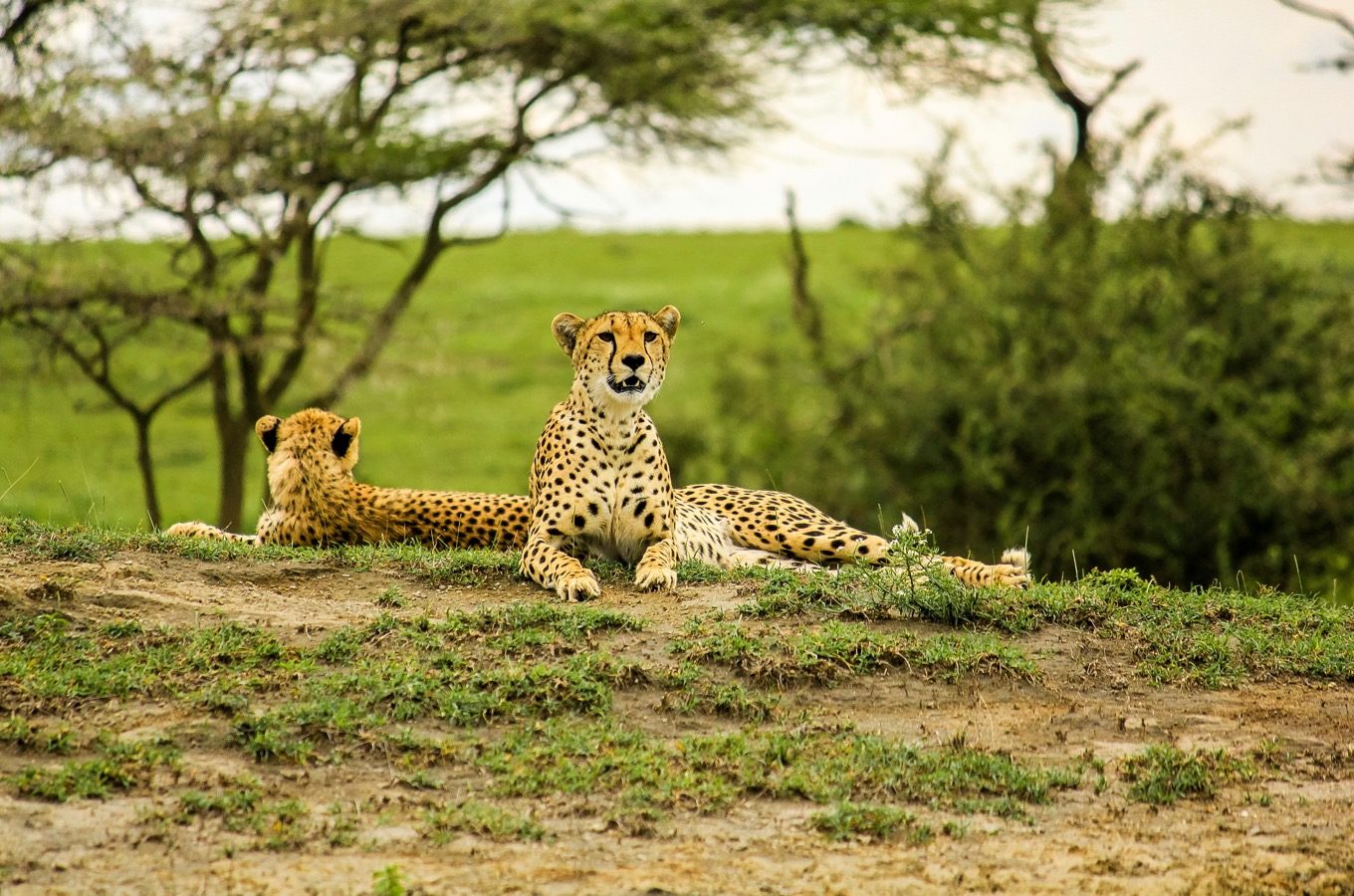 Lying cheetahs in Serengeti National Park, Tanzania