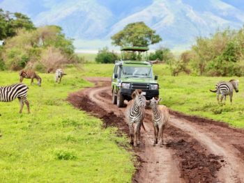 Zebras in front of a Jeep on Safari in Ngorongoro National Park