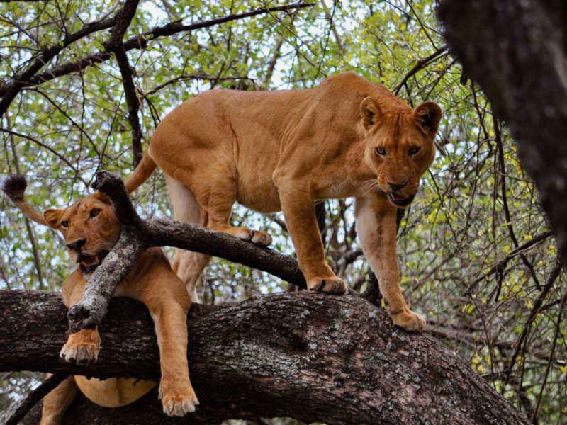 Two lions in Lake Manyara National Park in Tanzania play on a tree. They are also called mountain lions.
