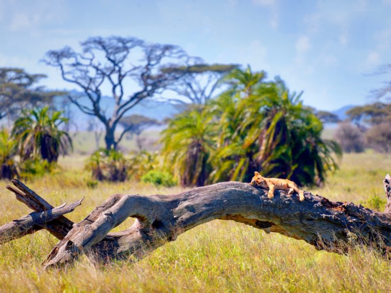 Lion on a tree trunk in Serengeti National Park