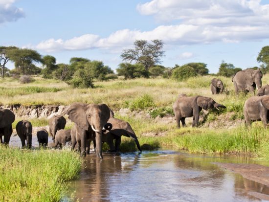 Les éléphants du parc national du Tarangiré jouent dans l'eau