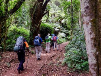 Hiking on the Lemosho route at Kilimanjaro