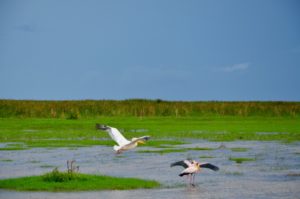 Pelikane auf dem Lake Manyara in Tansania