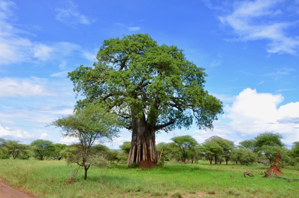 Affenbrot Baum im Tarangire Nationalpark