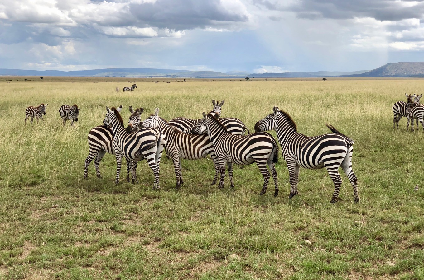 Zebras während der Big Migration in der Serengeti
