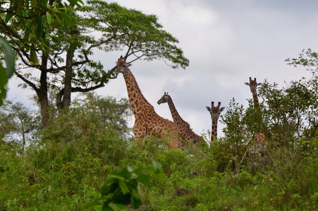 Girafes dans le parc national d'Arusha au pied du Mont Meru