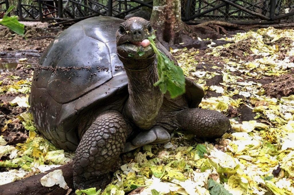 Giant tortoise on Zanzibar